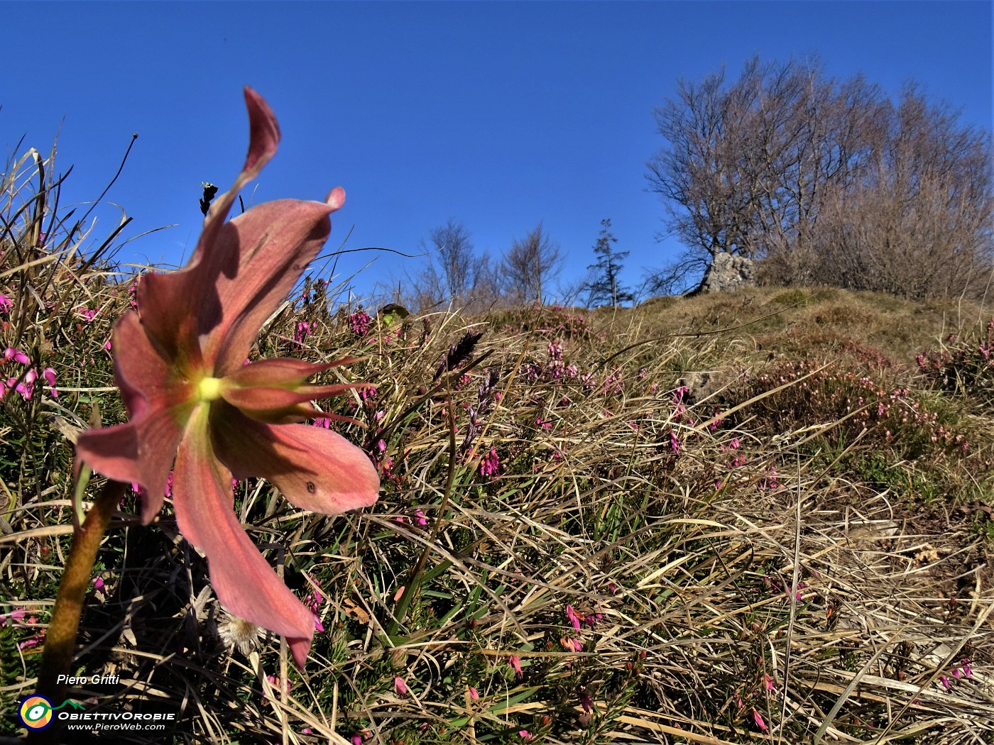 22 Helleborus niger (Elleboro) in fruttescenza alla cima della Corna Bianca (1228 M).JPG